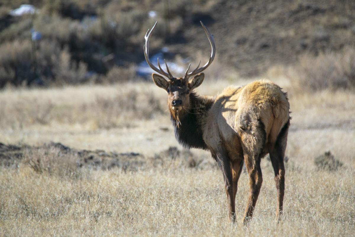 How to exchange an elk tag online