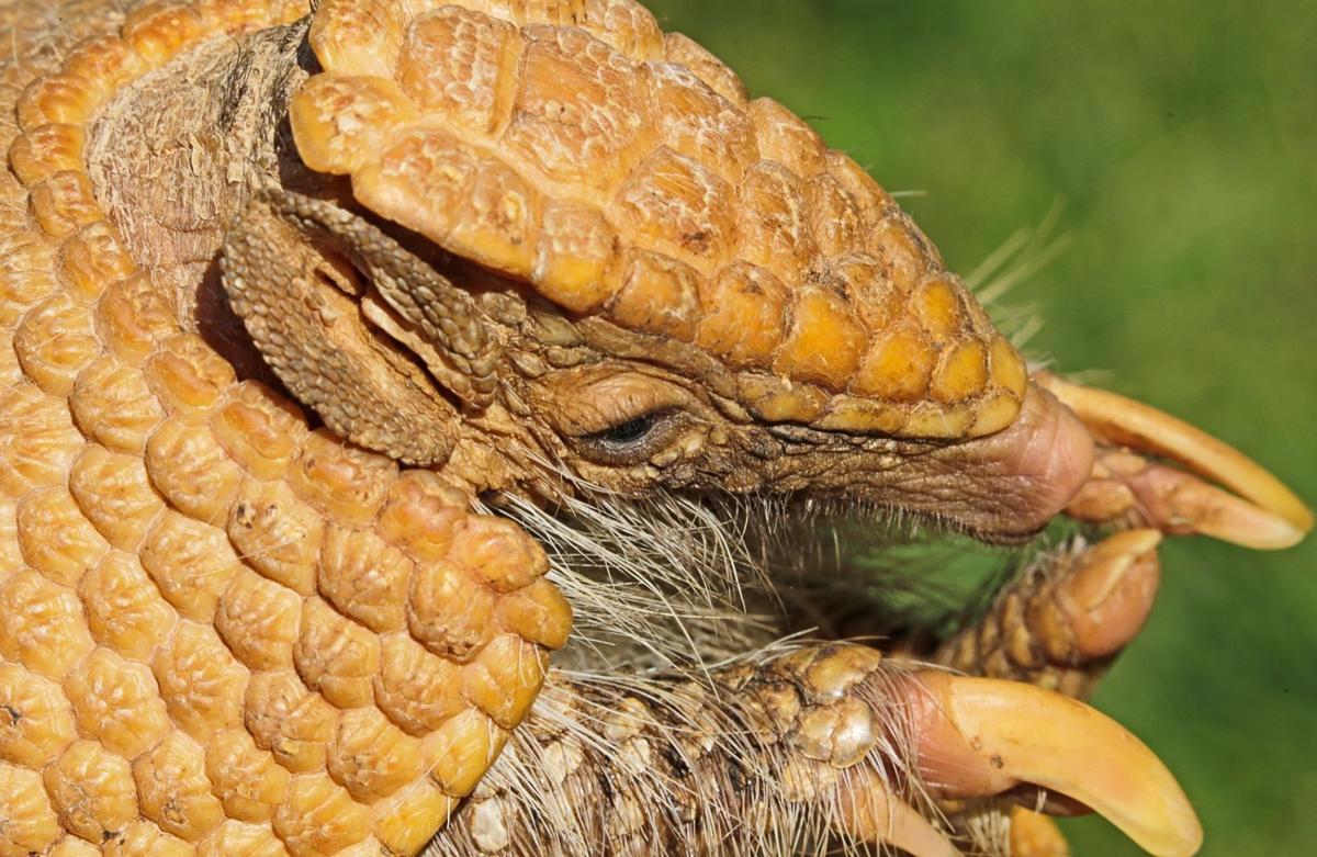 A close up look at ZooMontana Local News