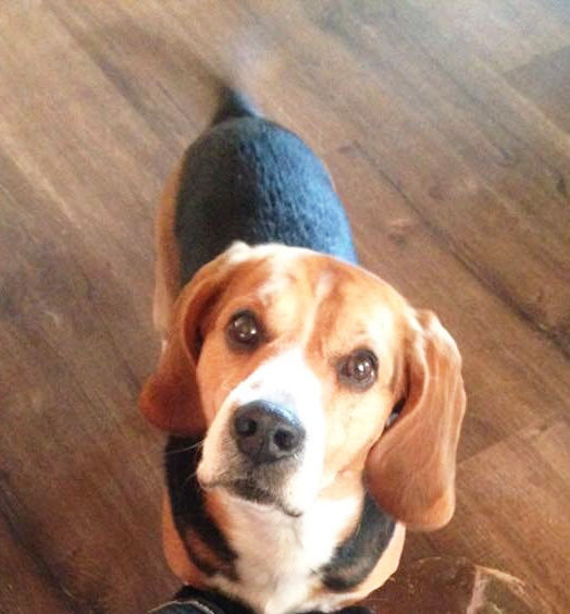 bitterroot animal shelter