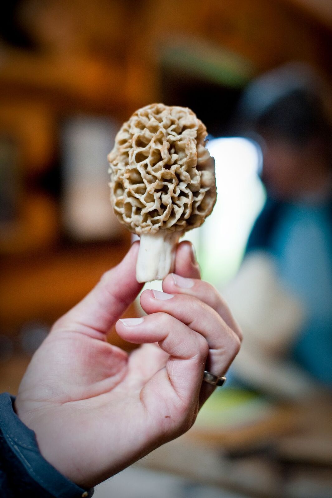 Finding morels is almost as good as eating them Food and Cooking