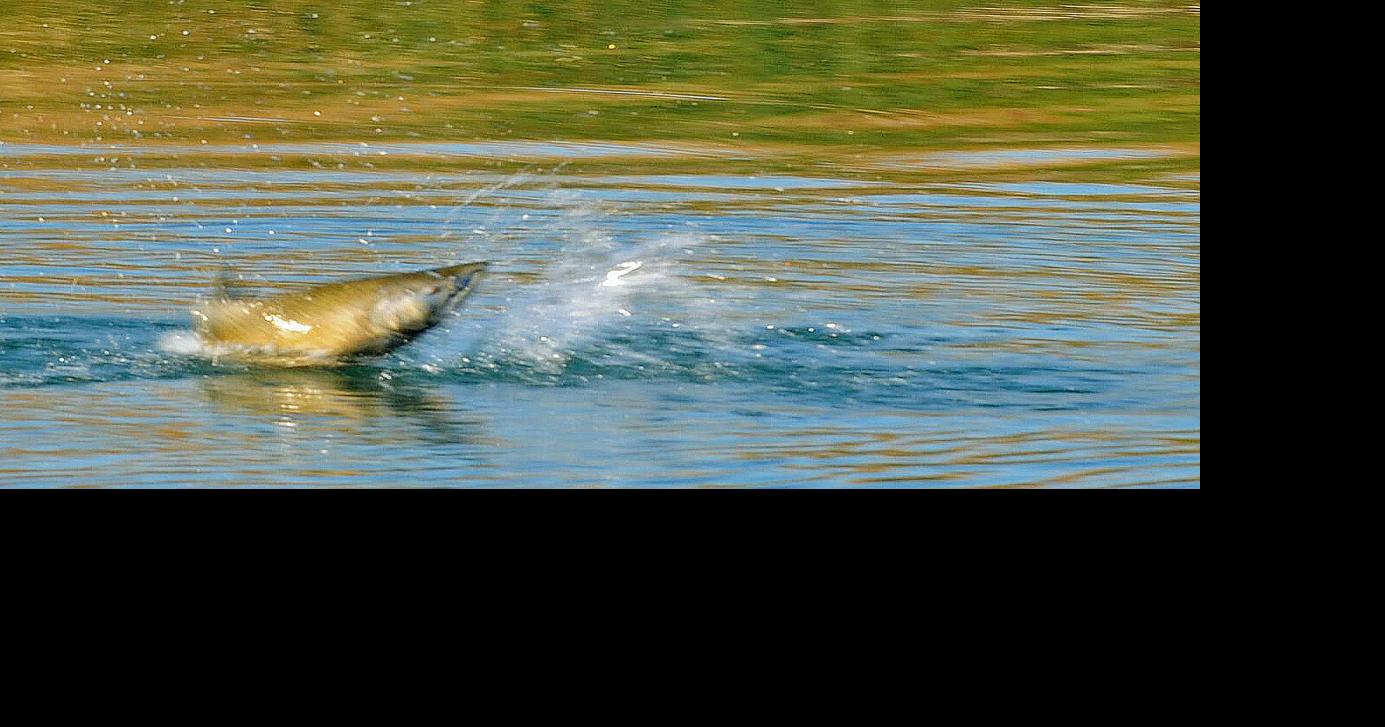 Hooked on salmon Fall chinook snagging draws anglers to Fort Peck