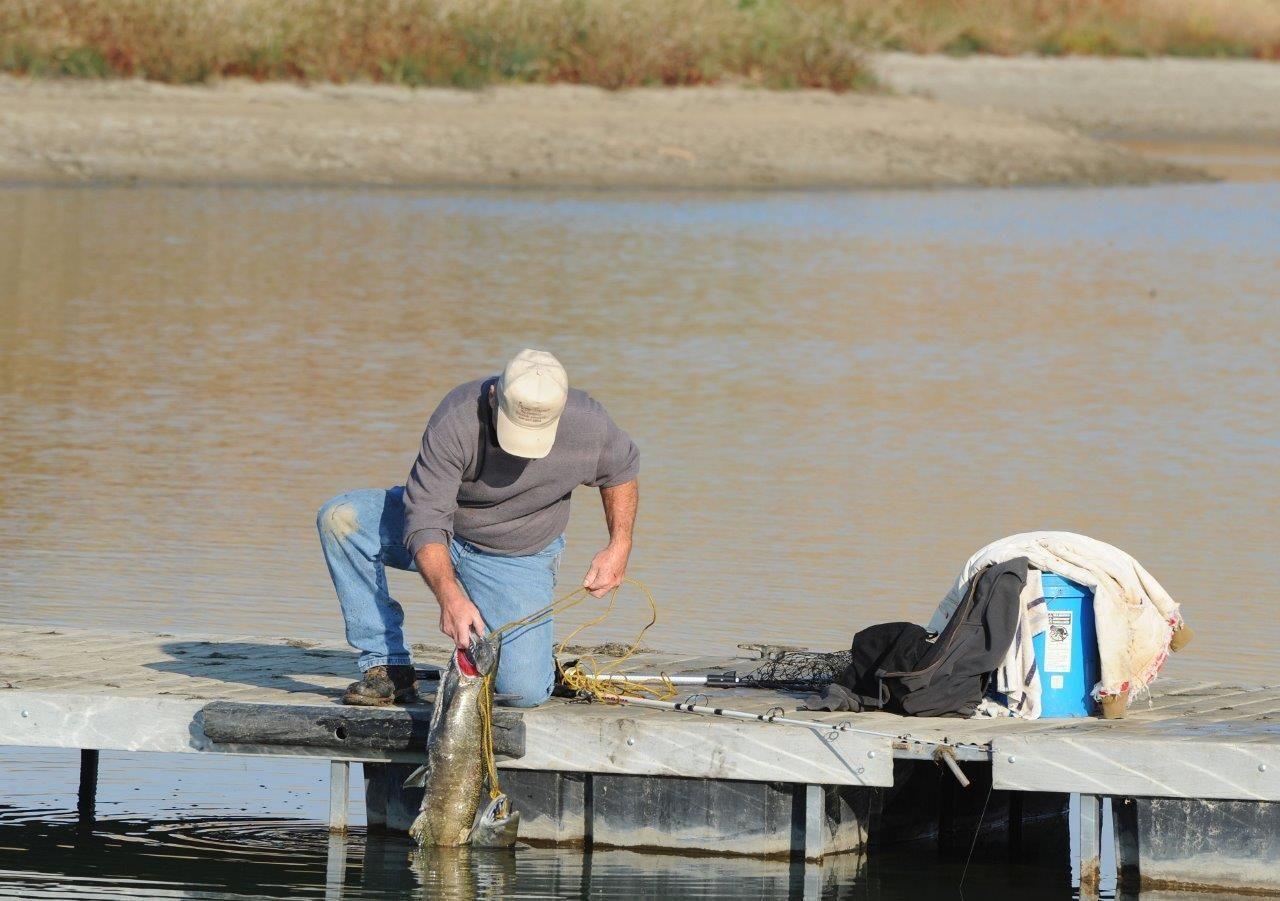 Hooked on salmon Fall chinook snagging draws anglers to Fort Peck