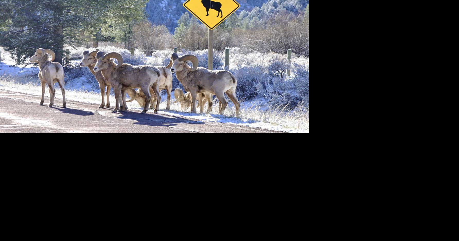 Shindig celebrates Yellowstone Safe Passages collaborators