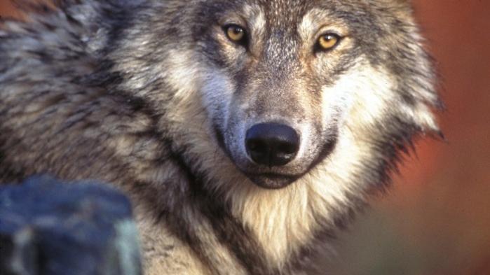 billingsgazette yellowstone wolves