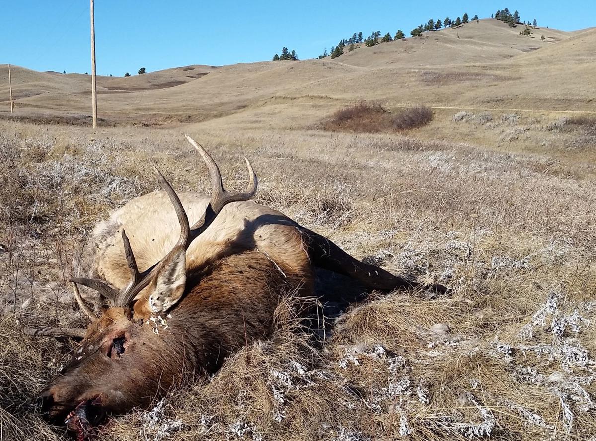 Bull elk shot, left to rot in Blaine County