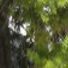 Wolverine research moves toward management strategies ...