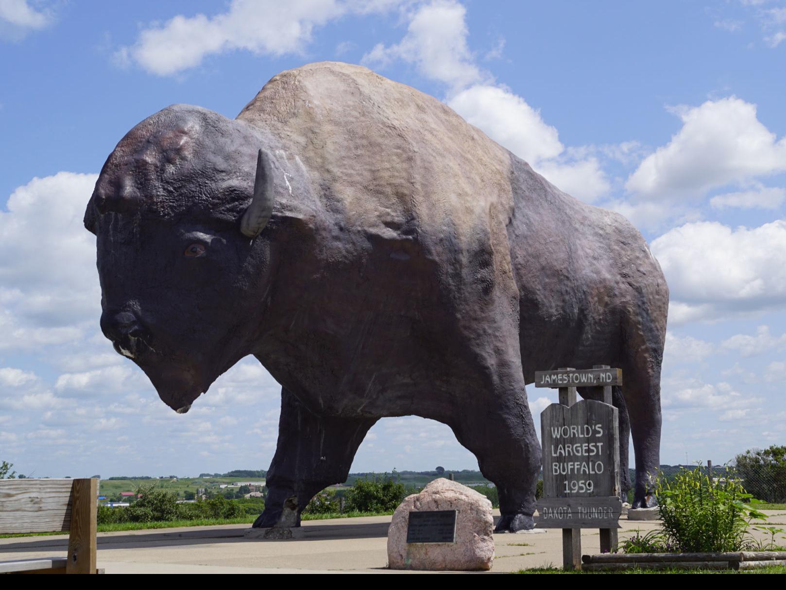 World S Largest Buffalo In Jamestown Turning 60 State Regional