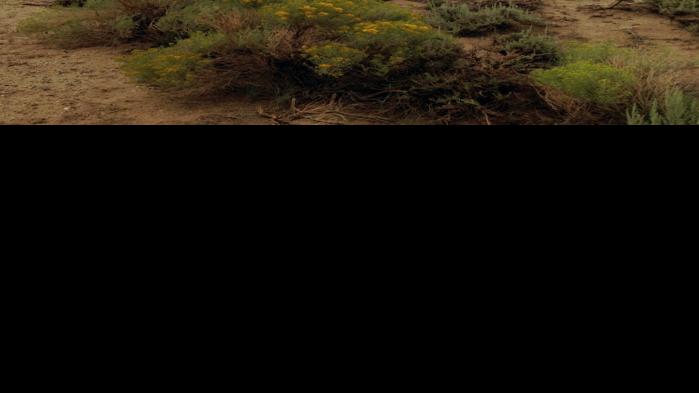 Sheep Rock Billingsgazette Com
