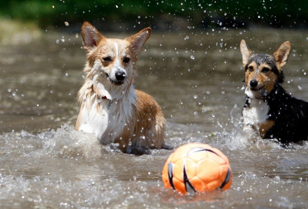 Wild corgis store