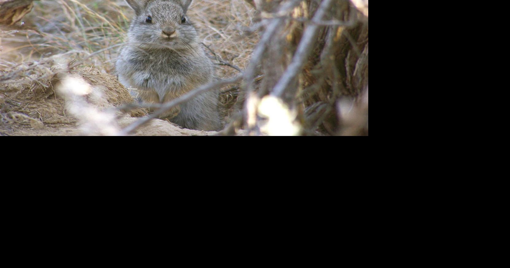 Scientists studying pygmy rabbits that rely on sagebrush