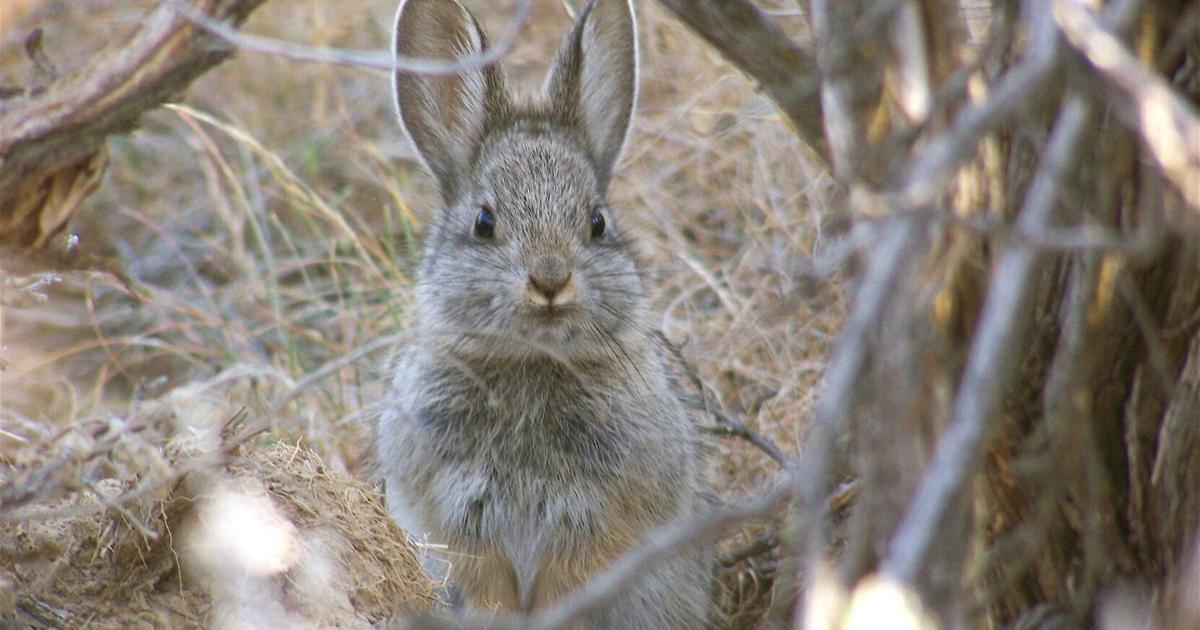 Cygnos Rabbit Scientists studying pygmy rabbits that rely on sagebrush