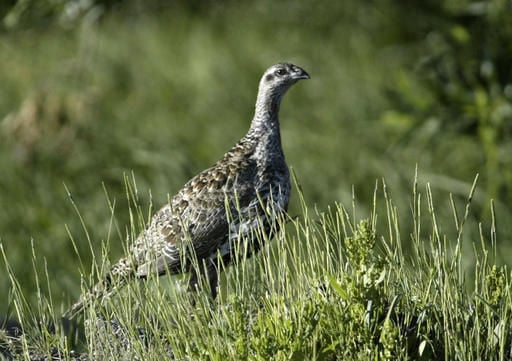 Sage grouse
