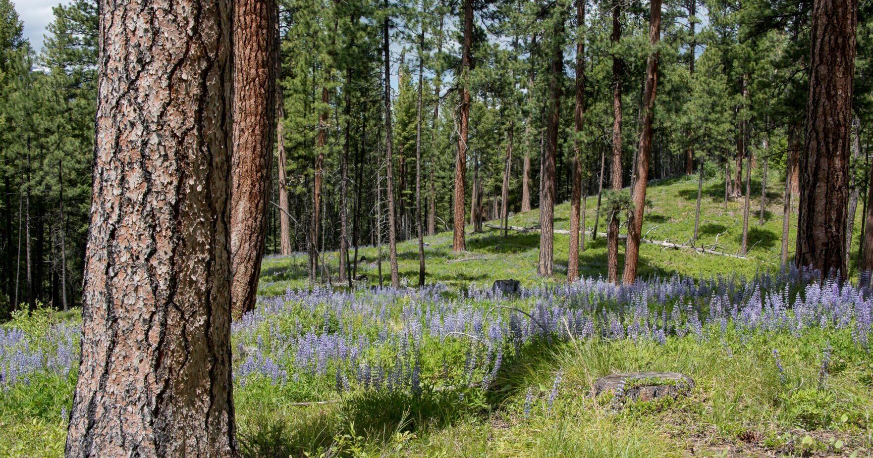 Biden moves to protect old-growth forest; loggers oppose - Vimarsana News
