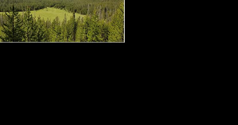 Yellowstone National Park close to logging project - Vimarsana News