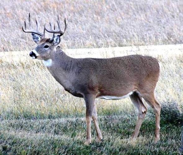 Time is right to lure bucks by rattling antlers
