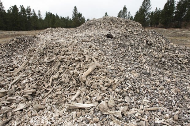 A huge pile of buffalo bones left at an archaeological dig site