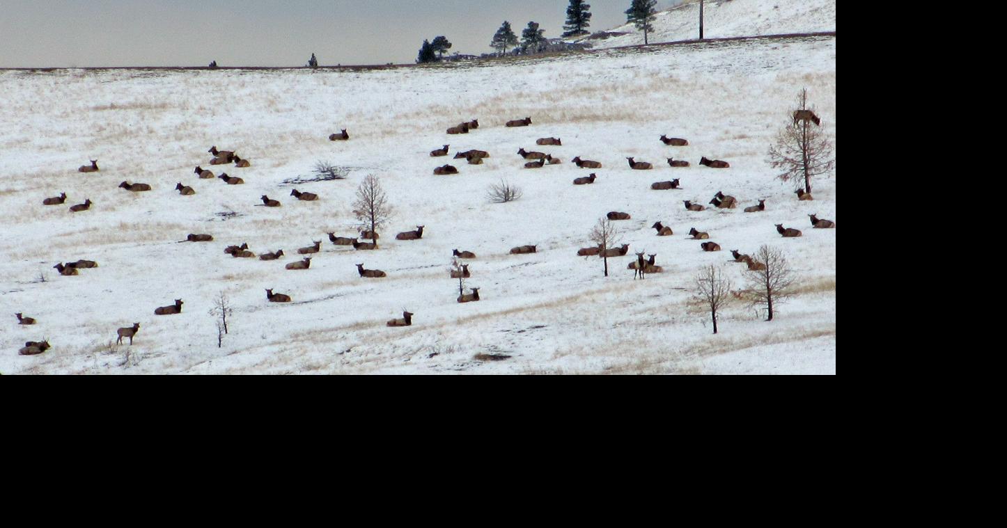 White Sulphur Springs still at center of elk shoulder season hunts