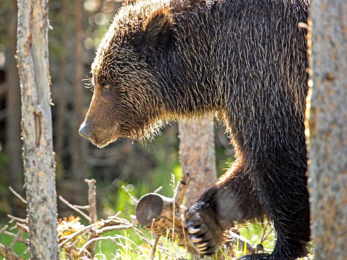 Video Revisits When Minnesotan Was Mauled By Grizzlies In Beartooth Mountains Montana Untamed Billingsgazette Com Video Revisits When Minnesotan Was Mauled By Grizzlies In Beartooth Mountains Montana Untamed Billingsgazette Com