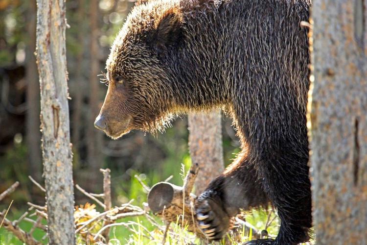 Grizzly bear mauls hunter in national park – The Hill