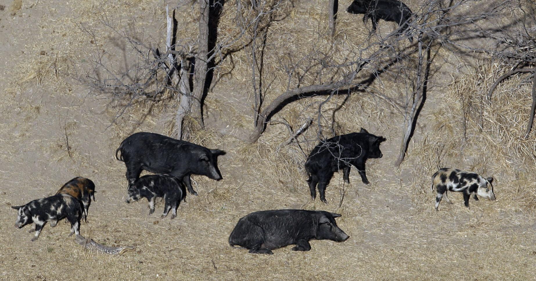 'Super pigs' threaten to invade US - Vimarsana News