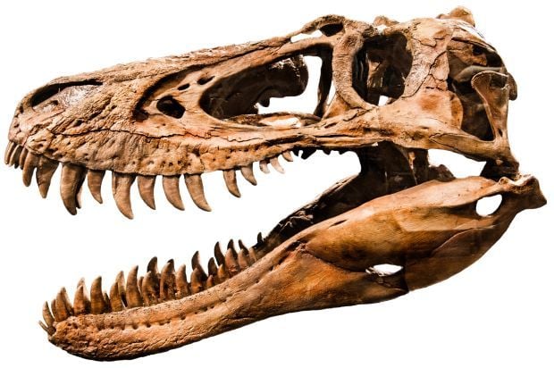 Museum of the Rockies will host 'Dinosaurs and MOR!' April 15