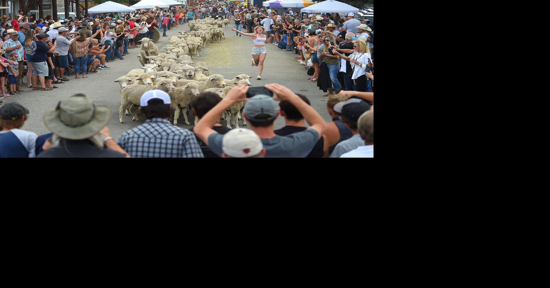 Reed Point hosts 36th annual Sheep Drive