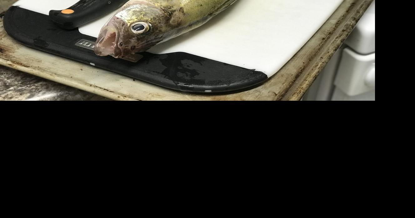 Fish fry: Montana FWP encourages anglers to keep small walleye caught on Canyon Ferry
