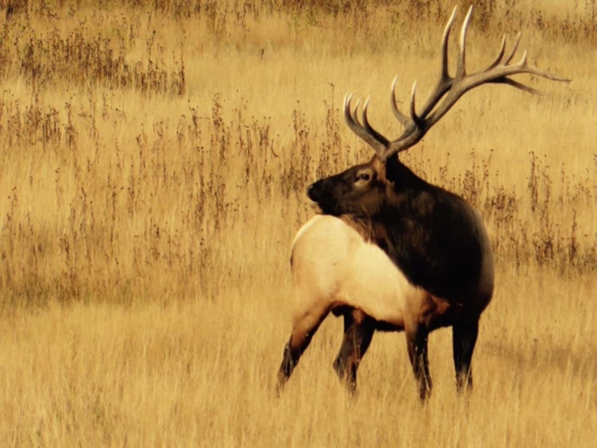 Photos of Trophy Elk Hunting in Montana from the Premiere