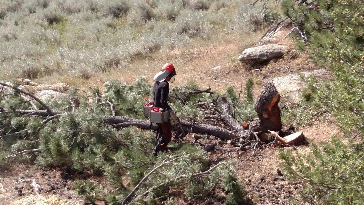 Cutting Conifers Meant To Aid Bighorn Mountain Mule Deer