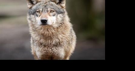 FWP releases draft wolf plan, comment period open Dec. 15 - Vimarsana News
