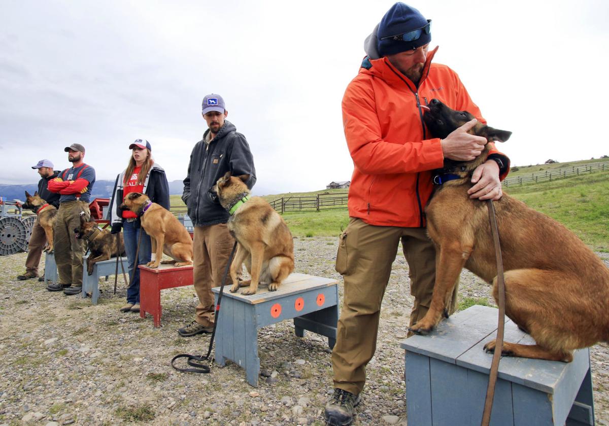 Livingston couple breeds, trains guard dogs — for a price Montana