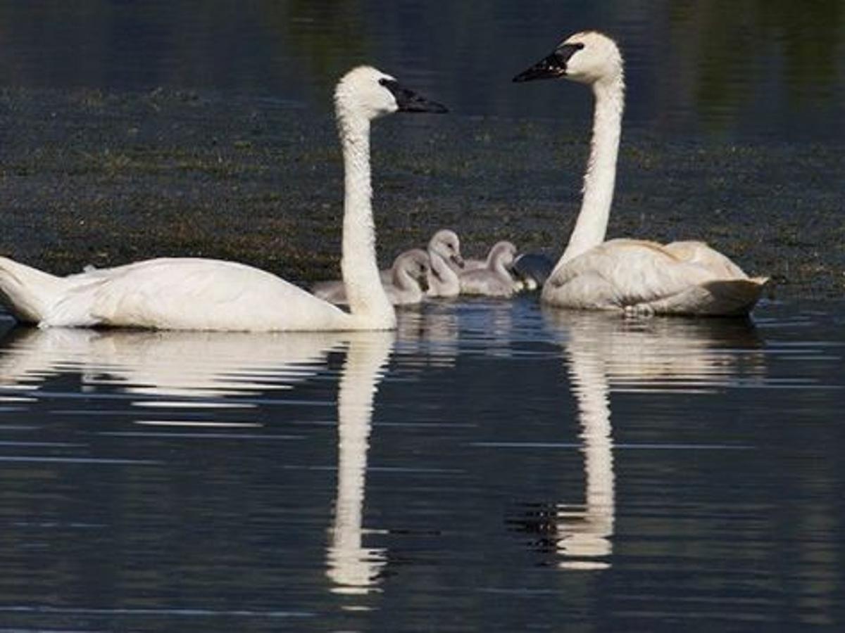 Trumpeter Swan Population Growing In Wyoming Wyoming News Billingsgazette Com