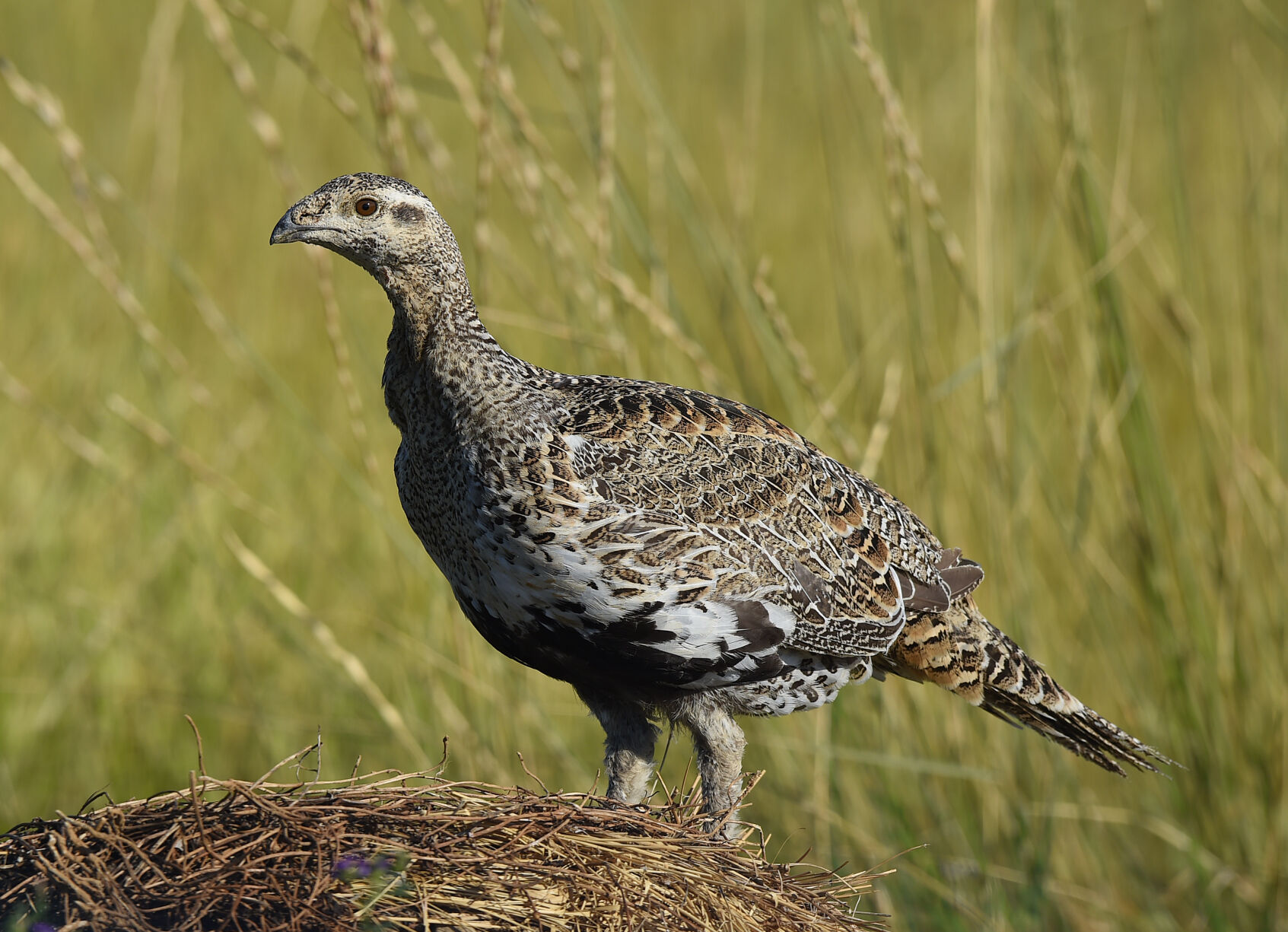 Montana upland bird forecast rosier thanks to wet weather