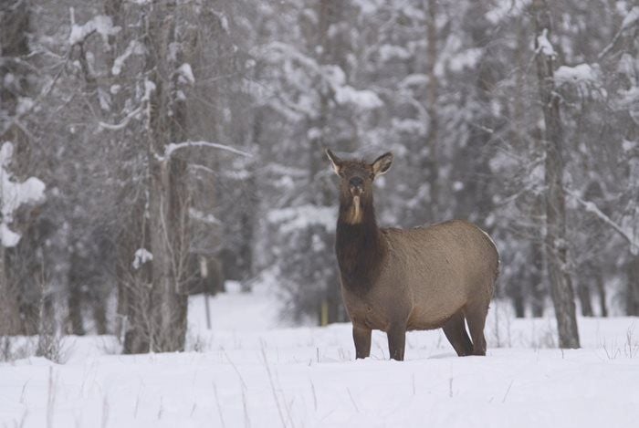 Pinedale Cow Elk Tests Positive For Chronic Wasting Disease