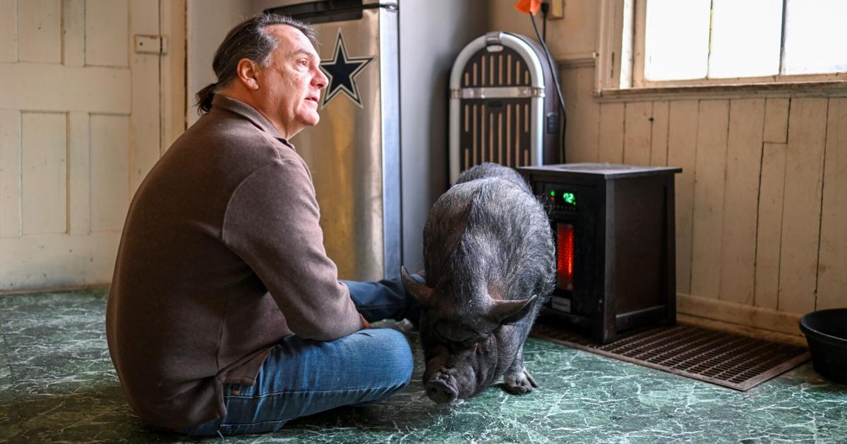 Emotional support or hogwash? Man fights to keep his pet pig