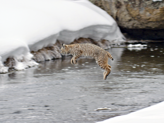 Bobcat