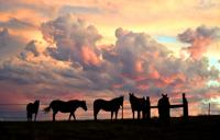 Horses at sunset