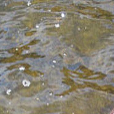 Rainbow Trout - Rainbow Trout Painting By Garn Bugby : We have detailed information about the ...