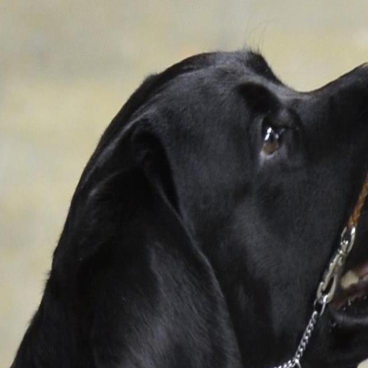 Billings Dog Little Ricky Ricardo Stars At Westminster Kennel Club Dog Show Local News Billingsgazette Com