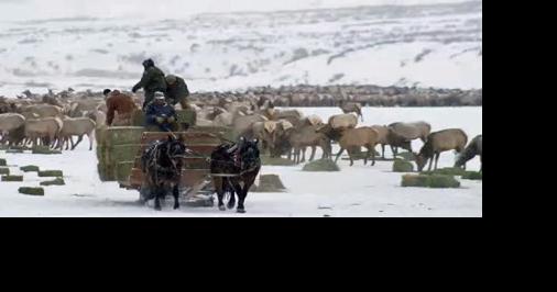 Wyoming Game and Fish navigates elk feedground politics - Vimarsana News