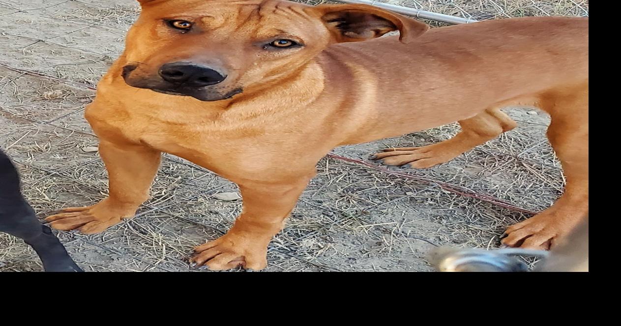 Pet of the week: Copper