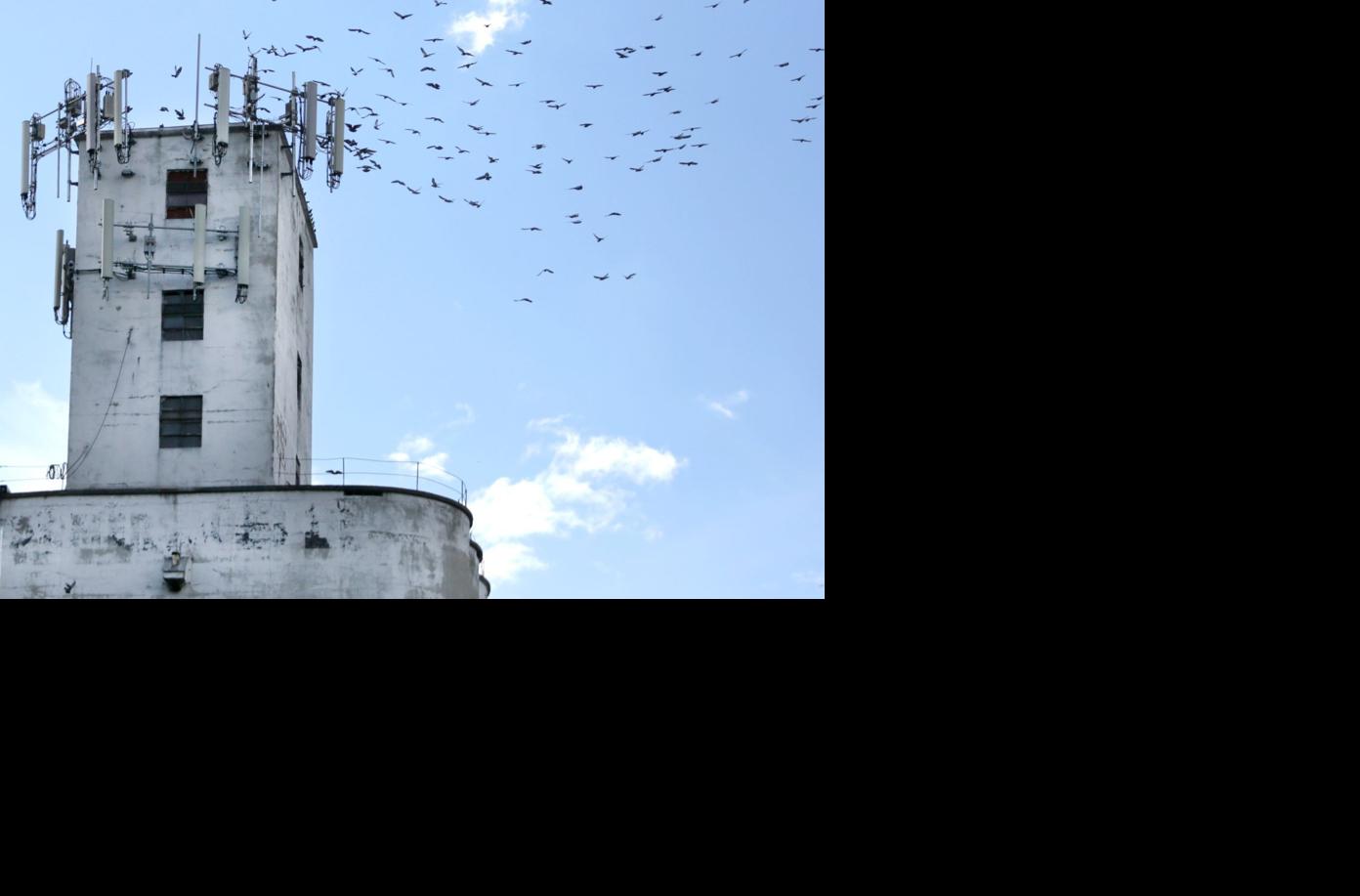 For 2 A Bird This Man Traps Glendive S Pigeons Montana News
