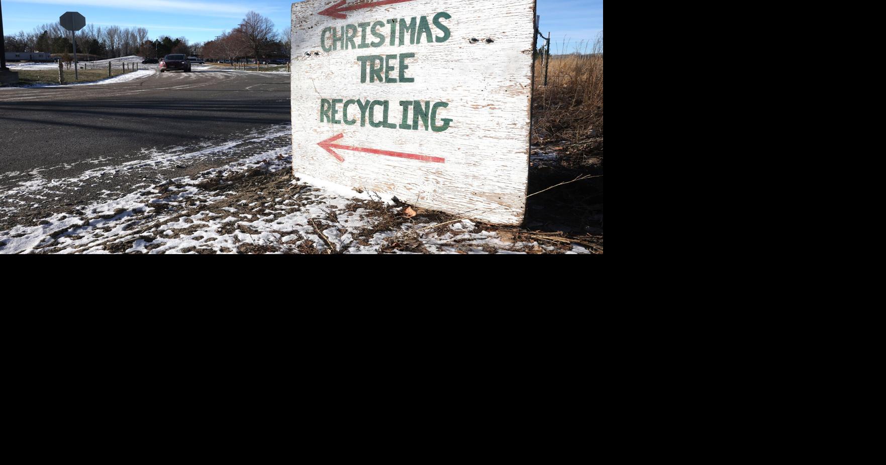 Billings Christmas tree recycling underway