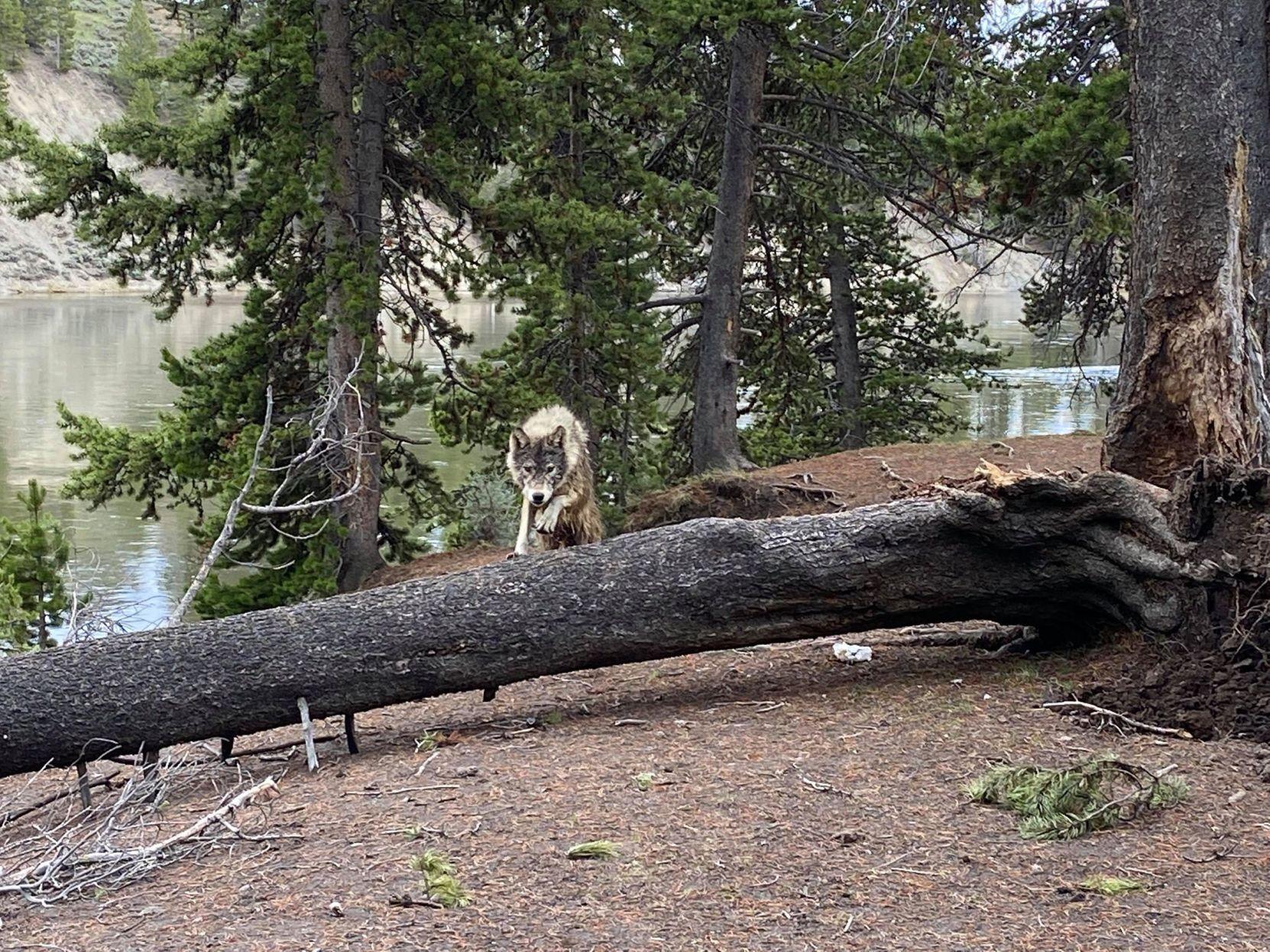 encounter with yellowstone wolf