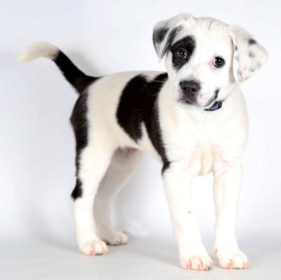 Snoopy Look Alike Dog