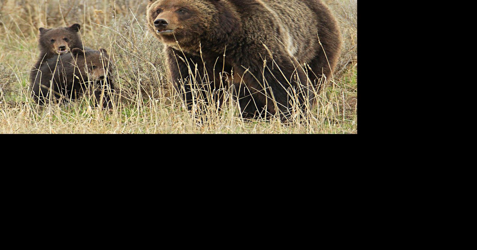 State misses the mark on grizzly delisting