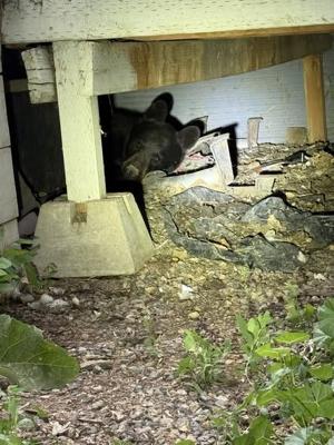 Worden Black Bear