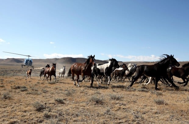 BLM Stalls Wild Horse Adoption Facility