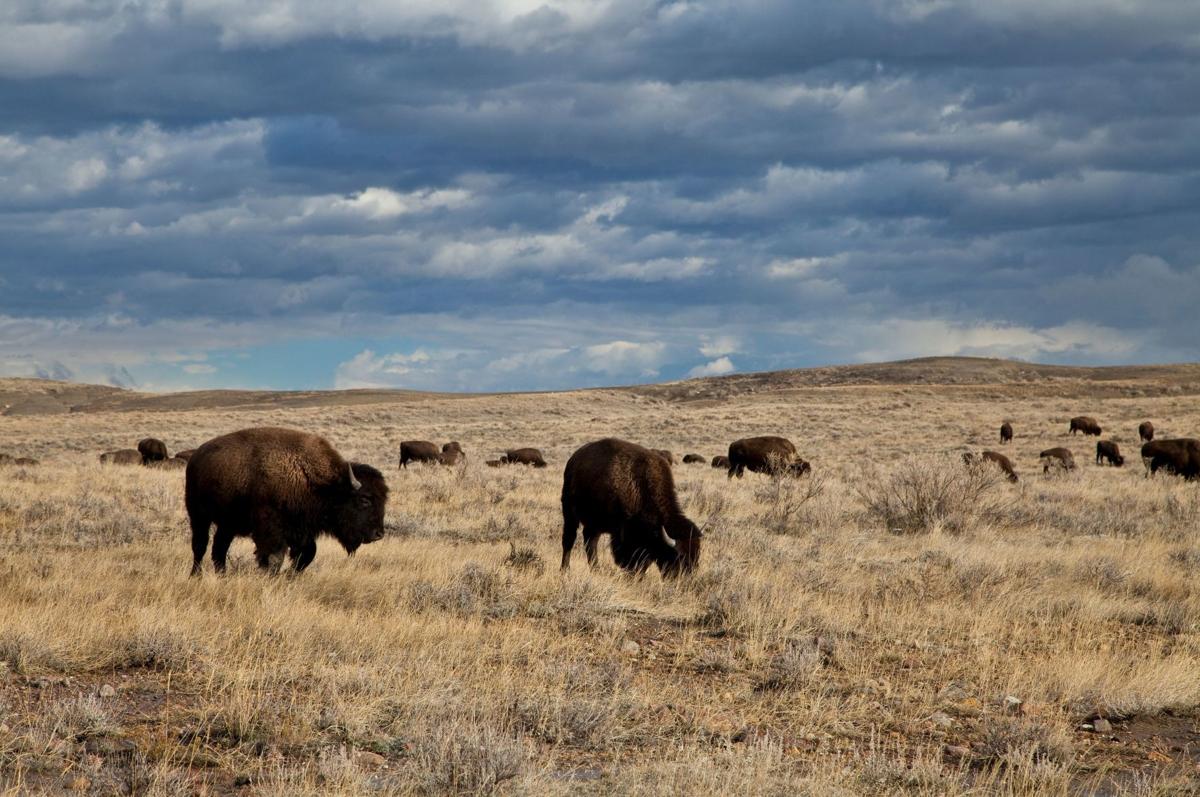 22 tags offered to hunt American Prairie Reserve bison Outdoors