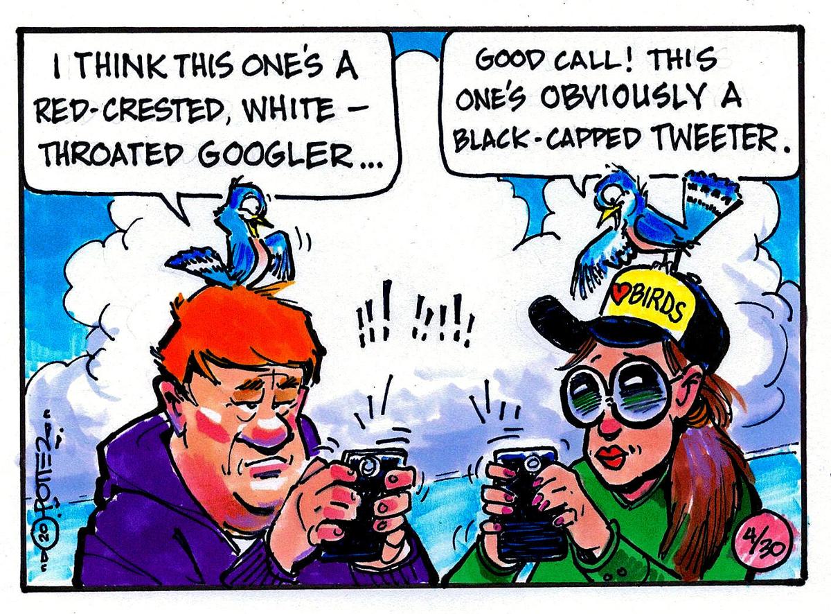 Bird Tweeters